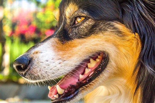 Should I Brush My Dog's Teeth?